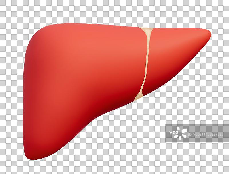 人体内脏器官之肝脏医疗3D插画元素图片素材