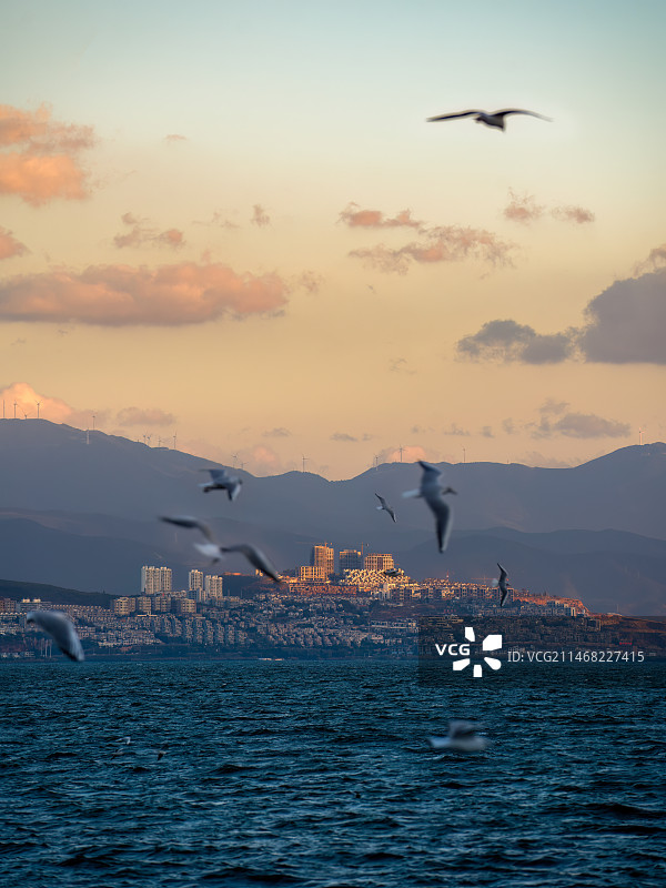 云南大理龙龛码头冬季海鸥图片素材