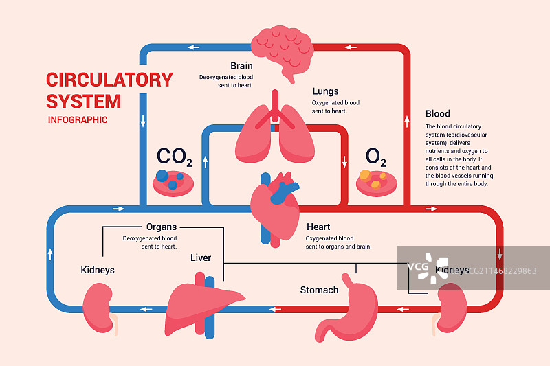 线性循环系统图图片素材