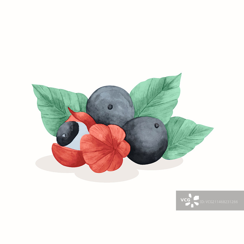 水彩瓜拉纳插画图片素材