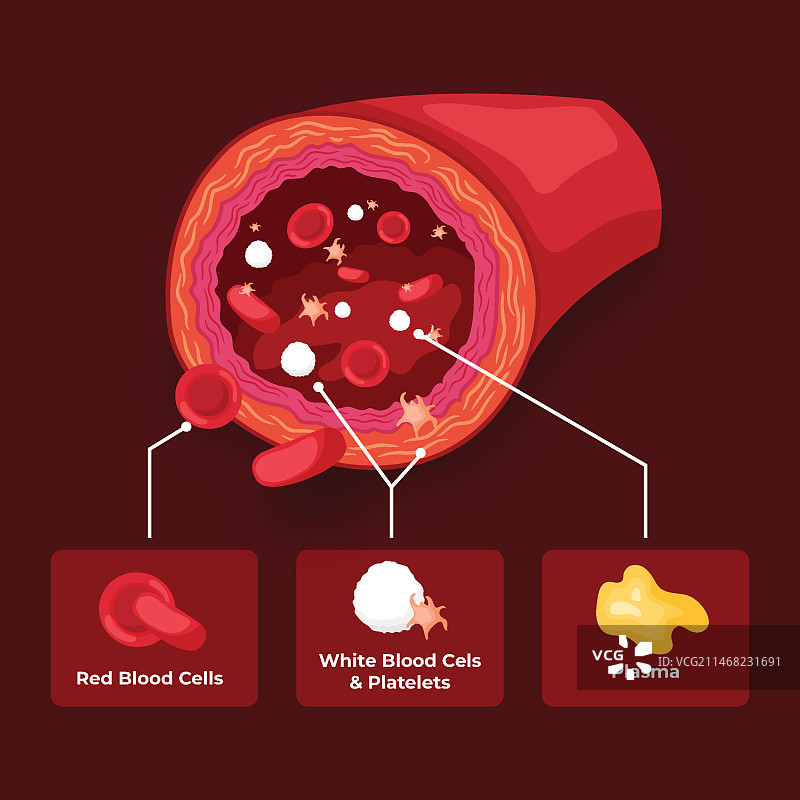 扁平化设计的血液信息图图片素材