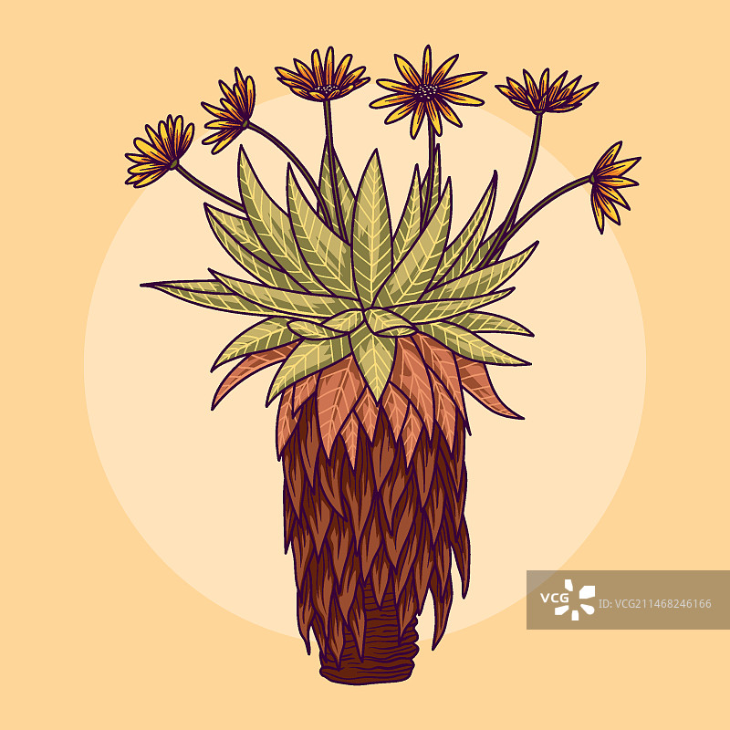 千里光植物插画图片素材