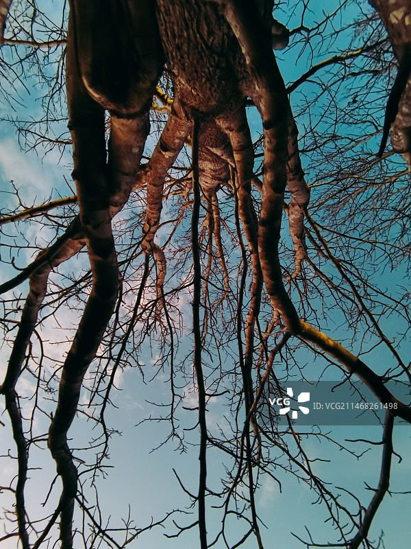 树的生长图片素材