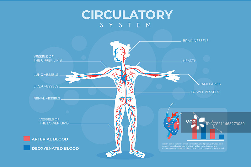 扁平风格循环系统信息图图片素材