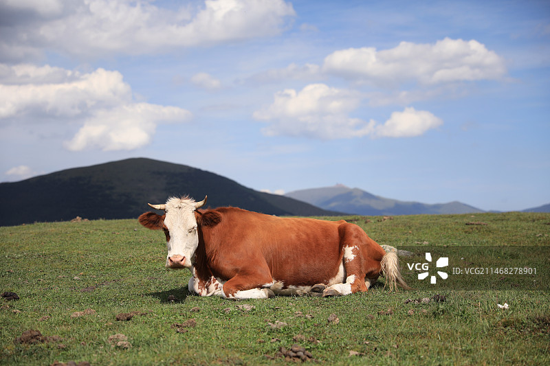 高山上的牛图片素材