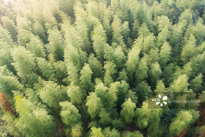 竹林，竹子图片素材
