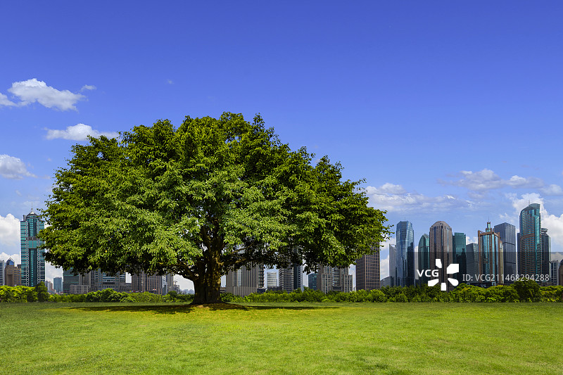 公园城市-绿化带里的一棵大树图片素材