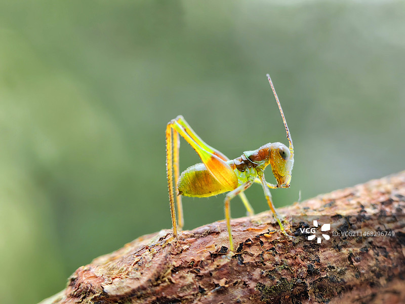 螽斯图片素材