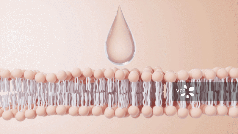 磷脂双分子层细胞膜3D渲染图片素材