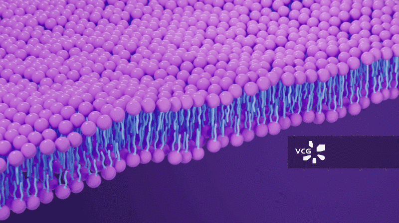 磷脂双分子层细胞膜3D渲染图片素材