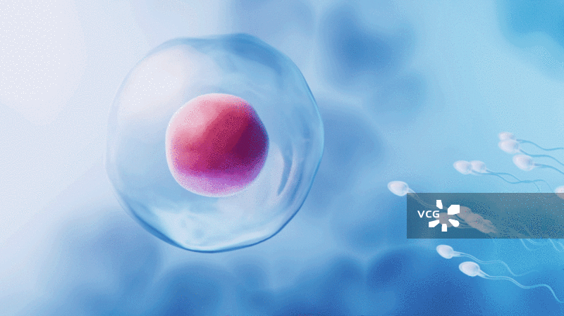 精子和卵细胞结合受精3D渲染图片素材