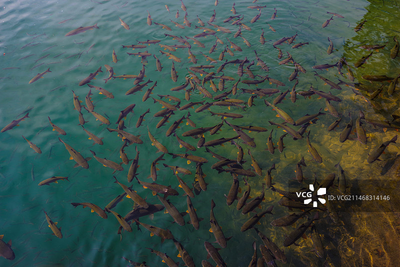 武夷山九曲中的鱼图片素材