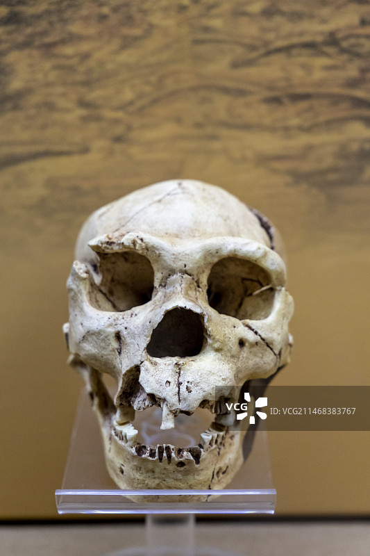 国家自然博物馆（原北京自然博物馆）人之由来厅：海德堡人头骨，时代：距今40万年前，地点：西班牙图片素材