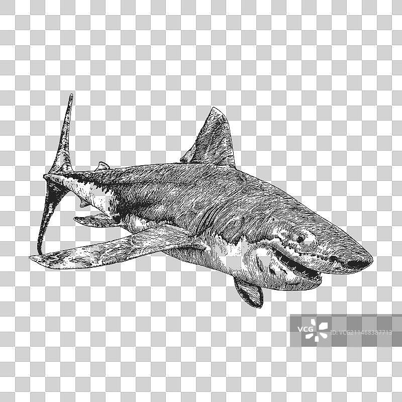 鲨鱼复古手绘图图片素材
