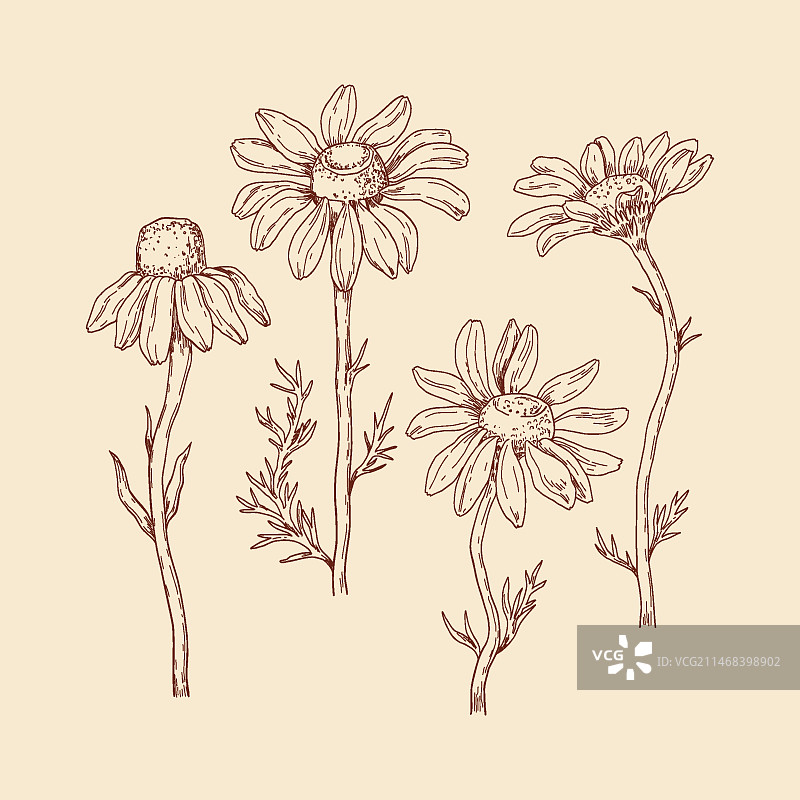 手绘雏菊插画图片素材