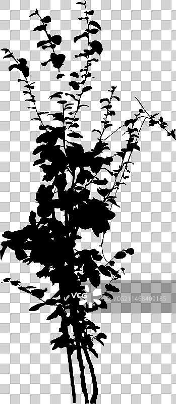 木梨树图片素材