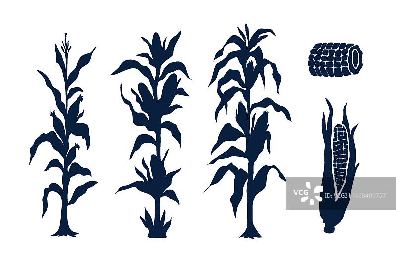 手绘玉米轮廓合集图片素材