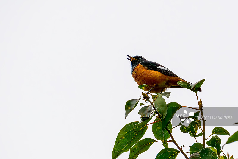 北红尾鸲枝头站图片素材