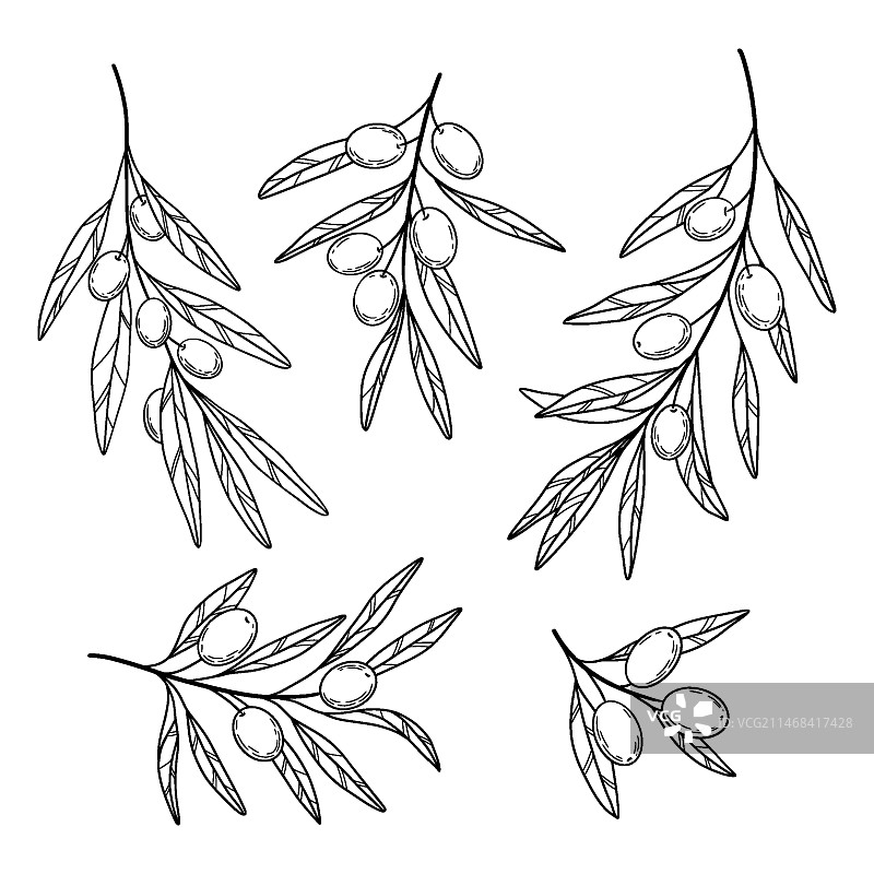 手绘橄榄枝轮廓插画图片素材