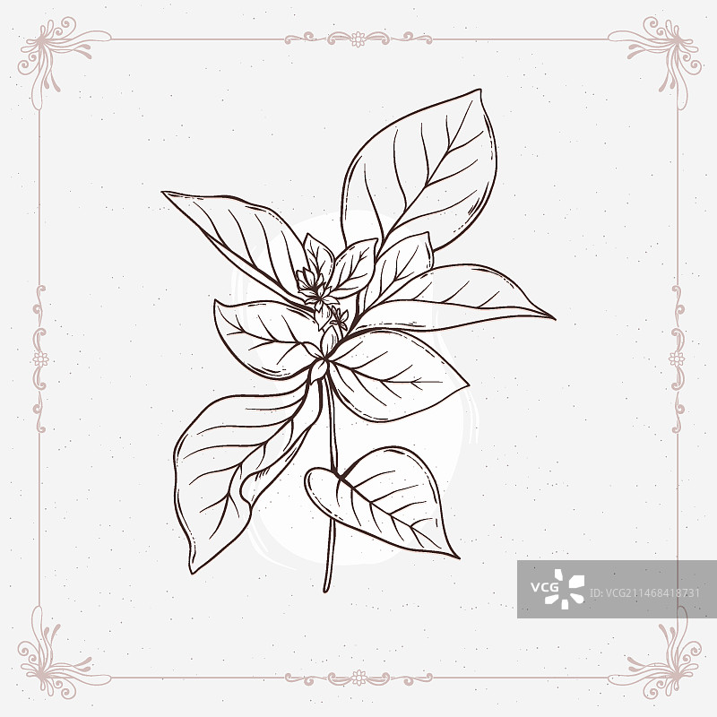 手绘罗勒轮廓插图图片素材