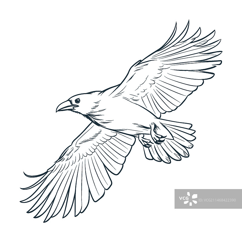 手绘乌鸦飞行插画图片素材