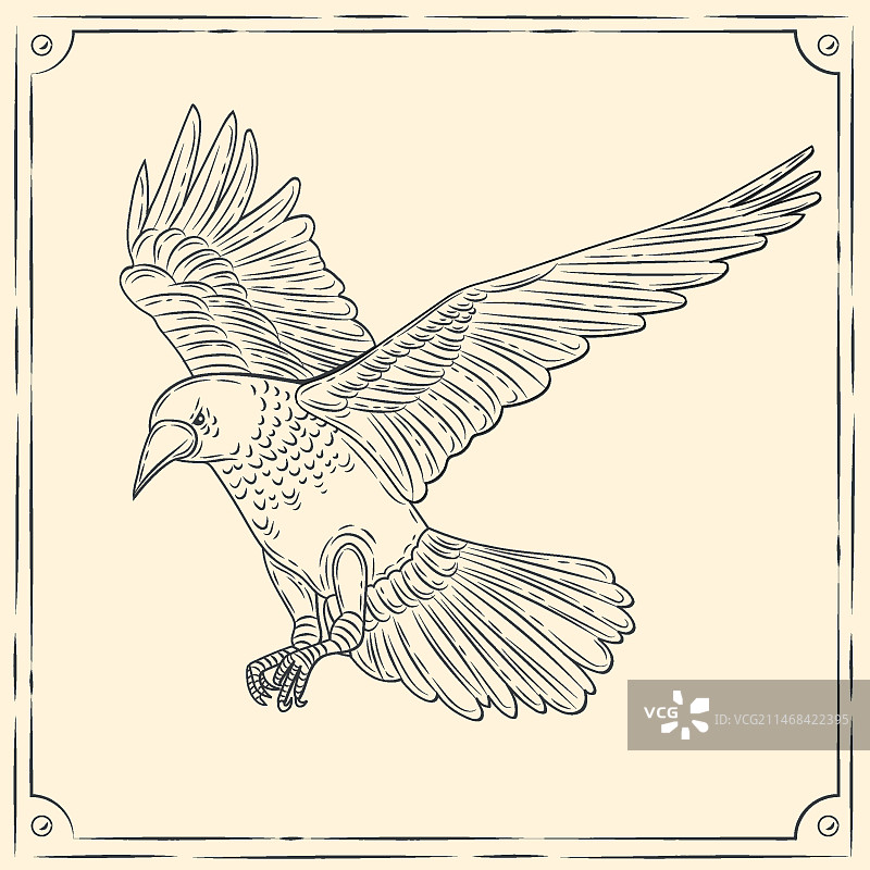 手绘乌鸦飞行插画图片素材