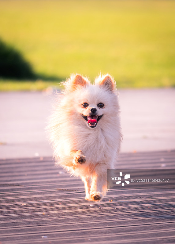 一只奔跑的博美犬图片素材