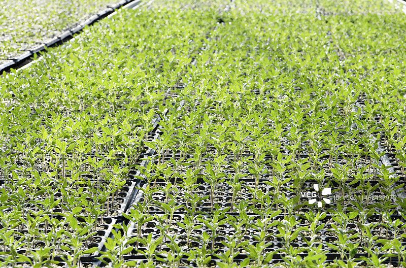 山东枣庄山亭区龙潭农场智能温室育苗床上的番茄苗图片素材