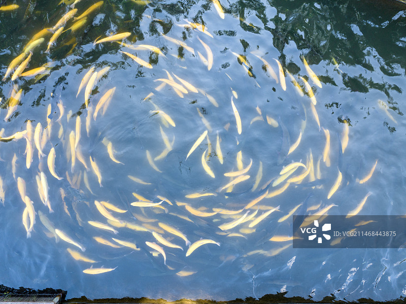 航拍养殖场水里的虹鳟鱼群图片素材