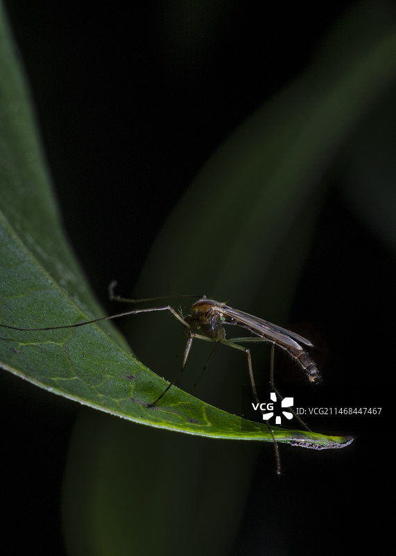 大蚊子特写镜头图片素材