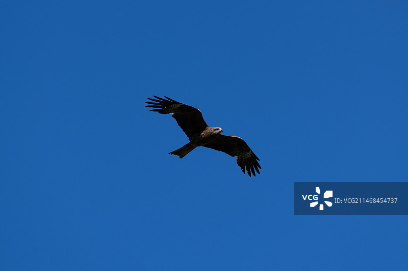 新疆，蓝天下翱翔的苍鹰图片素材