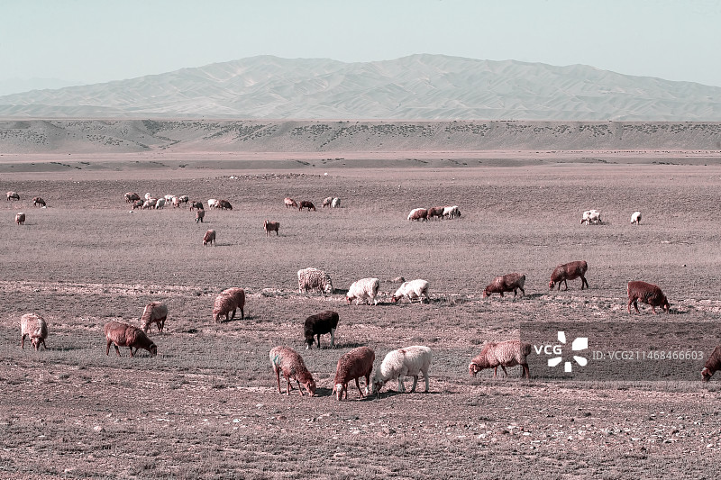 新疆阿尔泰可可托海转场图片素材