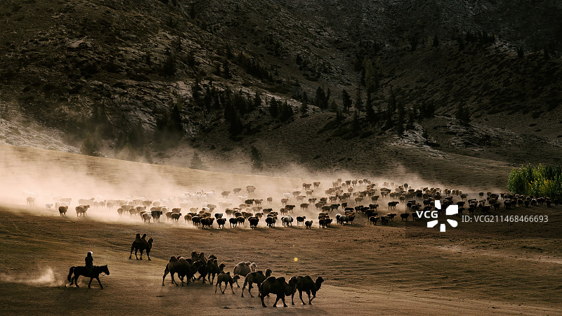 新疆阿尔泰可可托海转场图片素材