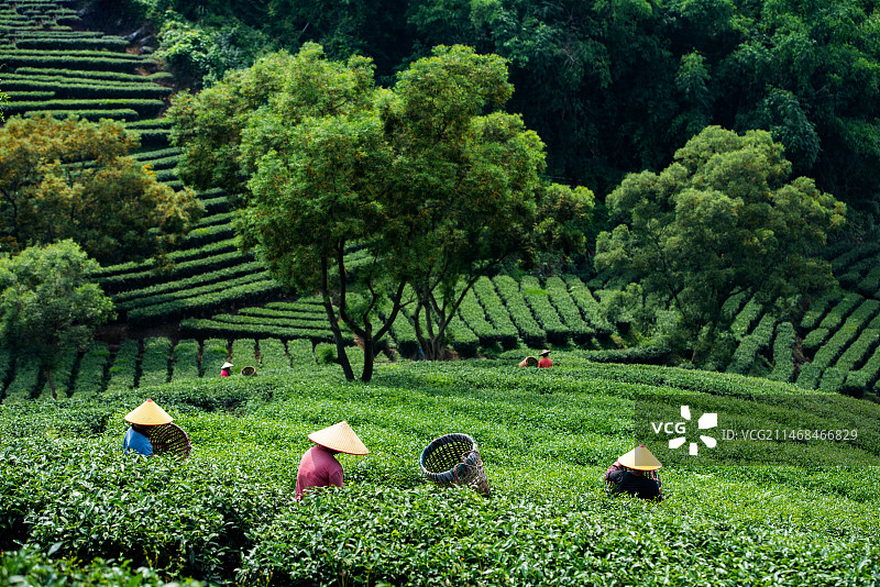 茶园采茶图片素材