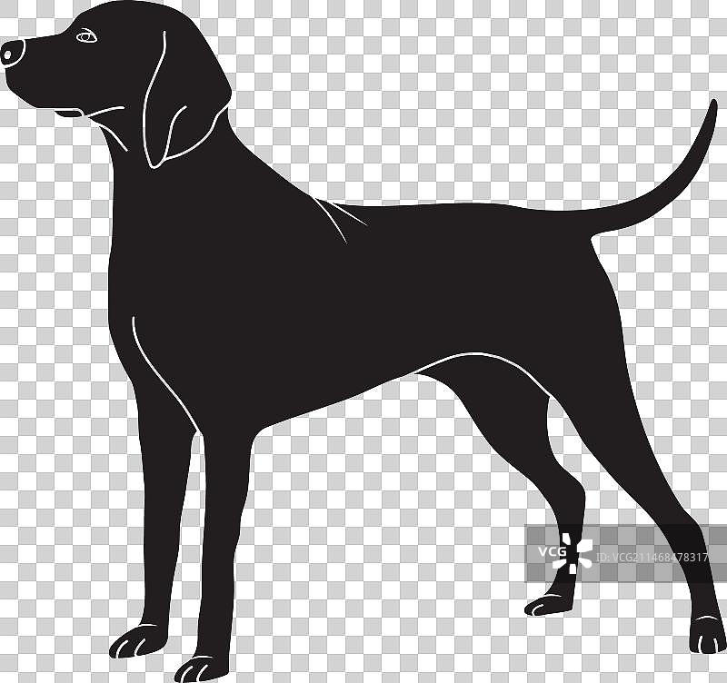 魏玛犬侧面图片素材