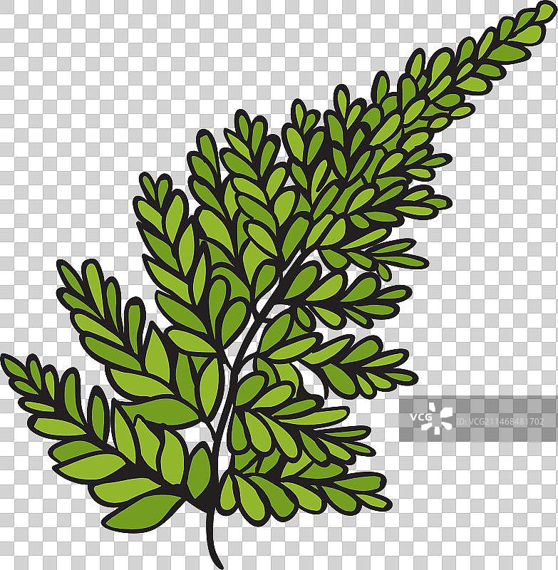 手绘银蕨图片素材