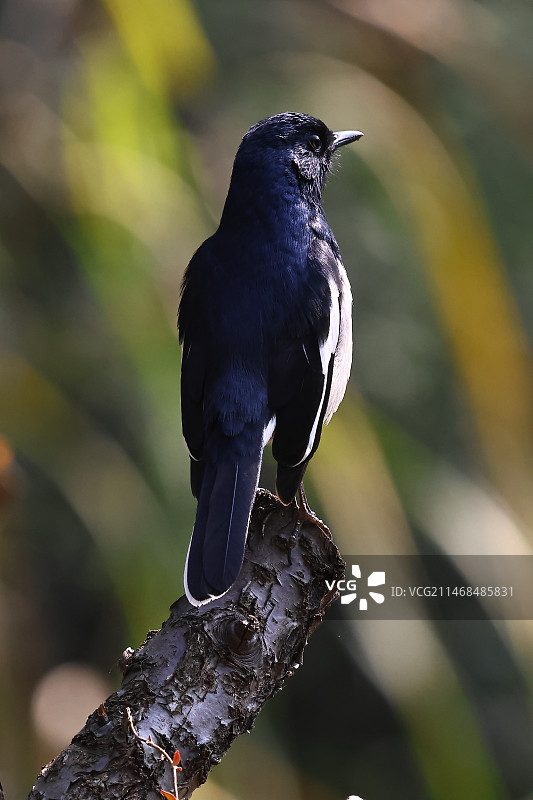 树桩上的鹊鸲图片素材