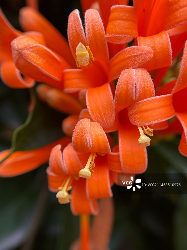 炮仗花图片素材