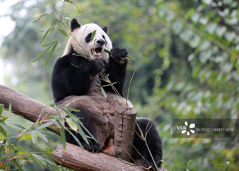 成都大熊猫繁衍研究基地名叫小丫头 香冰的大熊猫图片素材