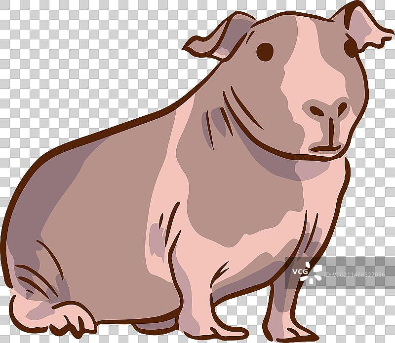 瘦小的豚鼠图片素材