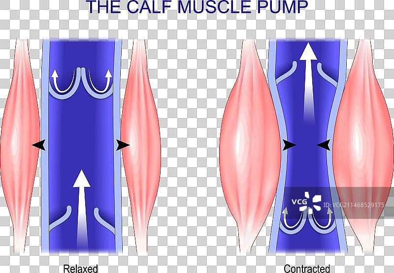 小腿肌肉泵静脉健康图片素材