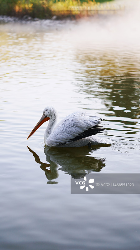 北京野生动物园的鸟类们！图片素材