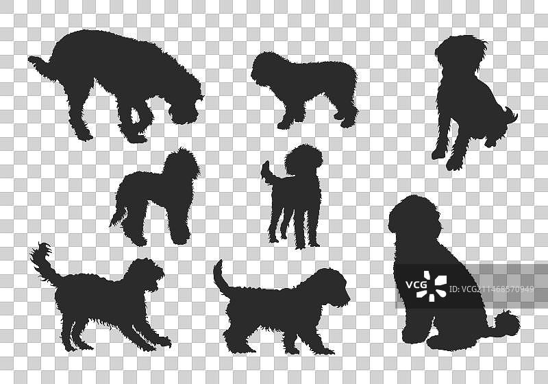 拉布拉多贵宾犬剪影图片素材