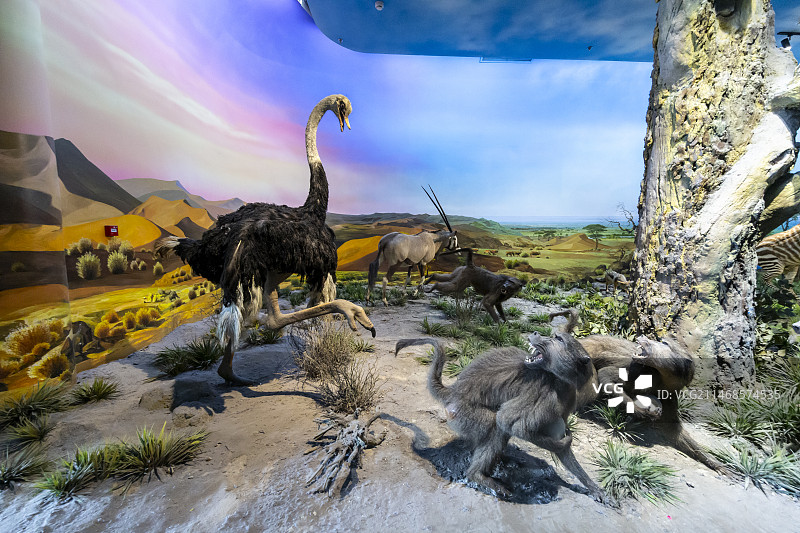 国家自然博物馆（原北京自然博物馆）神奇的非洲厅：舵鸟，剑羚，草原狒狒，黑背胡狼，非洲干旱地区面积广大图片素材