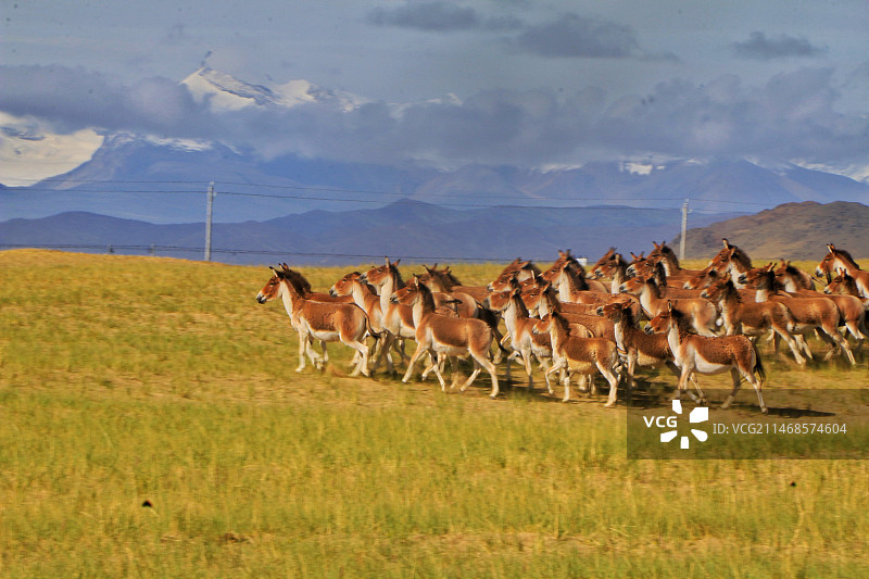 阿里地区的野驴图片素材