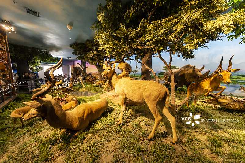 国家自然博物馆（原北京自然博物馆）神奇的非洲厅：非洲大草原的动物图片素材