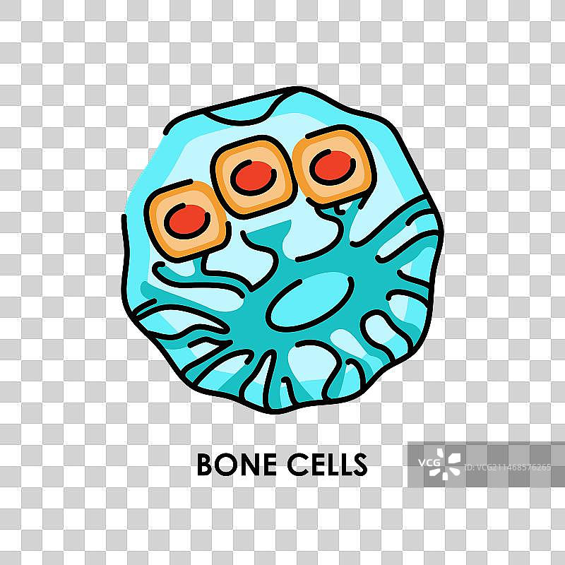 人类骨细胞彩色线条图标：微生物图片素材