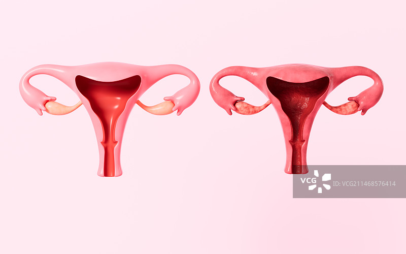 女性子宫模型解剖图3D渲染图片素材
