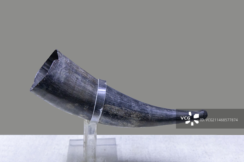 国家自然博物馆（原北京自然博物馆）神奇的非洲厅：公牛角，产地：肯尼亚、坦桑尼亚，捐赠人：贝林图片素材