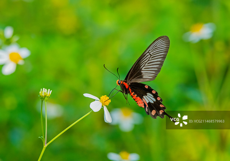红珠凤蝶图片素材